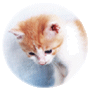 �y�b�g�T��b�L�⌢�Ȃǂ̃y�b�g�̑{��